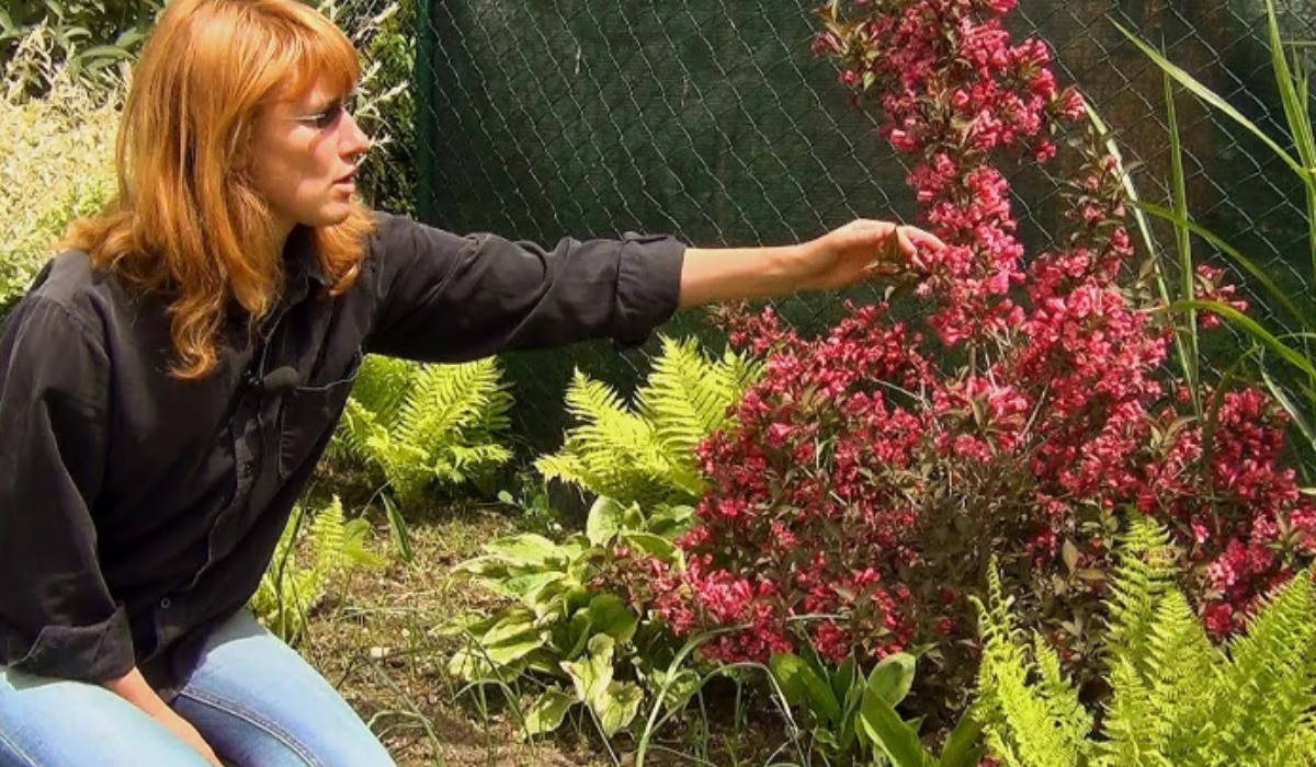 Женщина и куст вельгелы на даче.