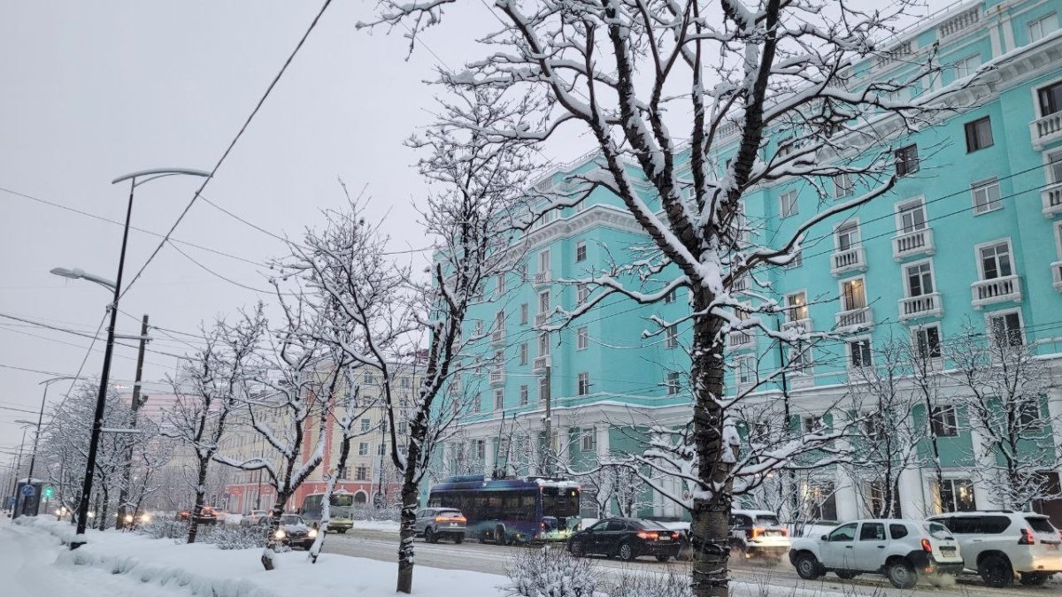 Деревья в снегу в Мурманске