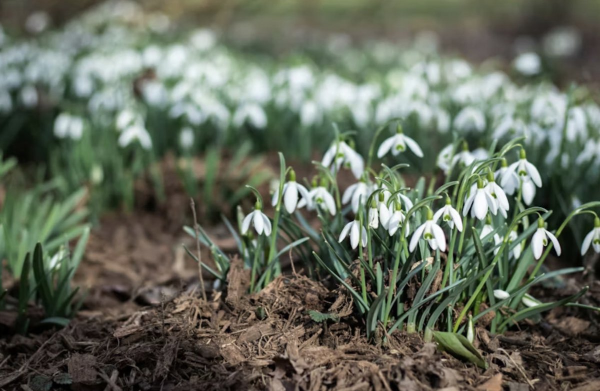 Подснежники крупным планом