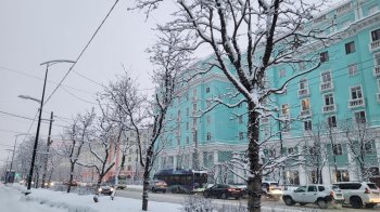 Деревья в снегу в Мурманске