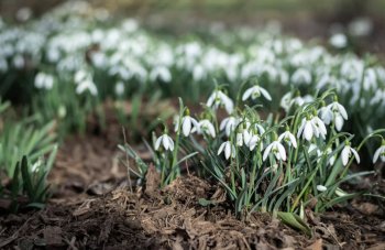 Подснежники крупным планом
