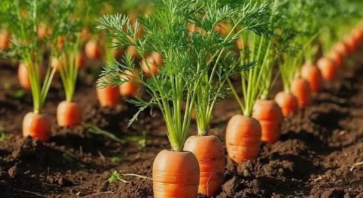 морковь на грядке