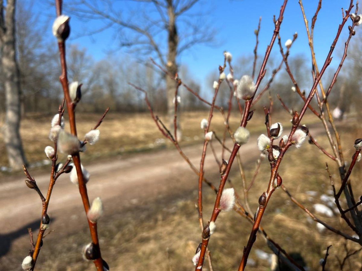 ветки вербы