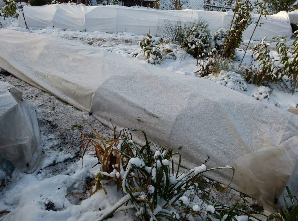 крытые кусты в саду