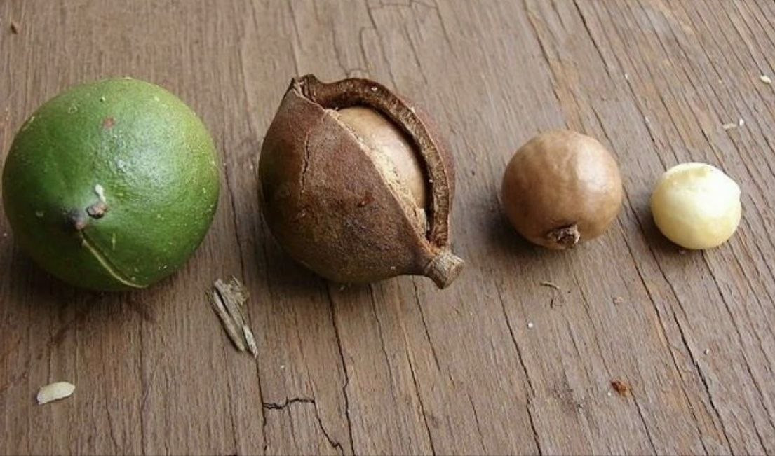 стадии очищения ореха макадамия