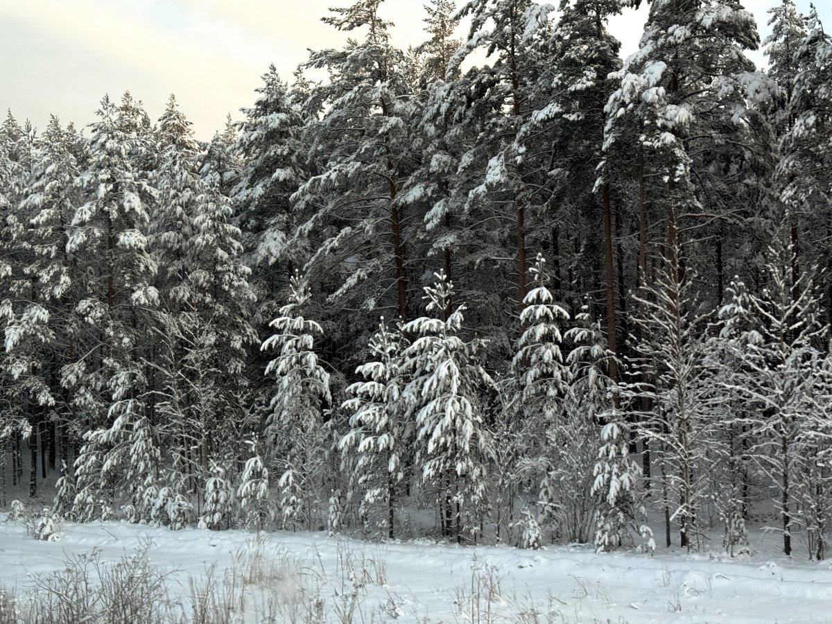 Лес зимой