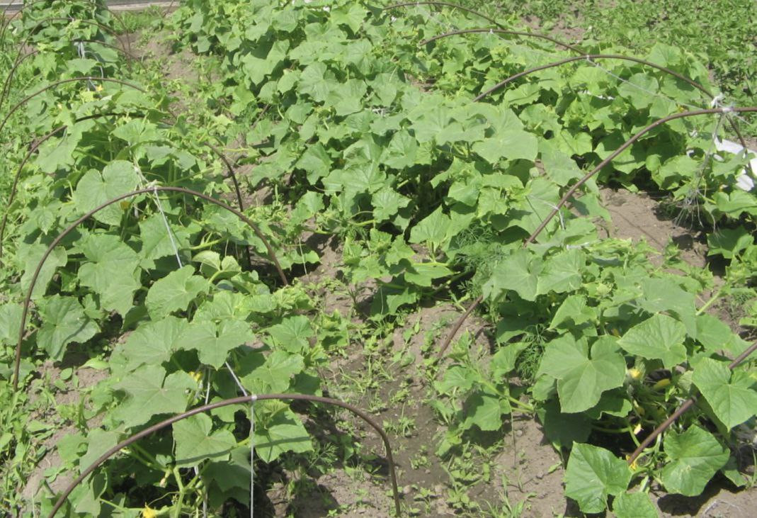 огуречные кусты на открытой грядке