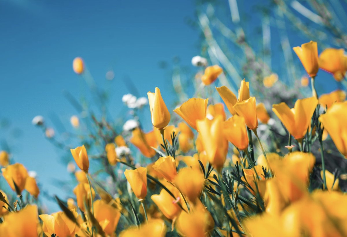 Желтые цветы в поле