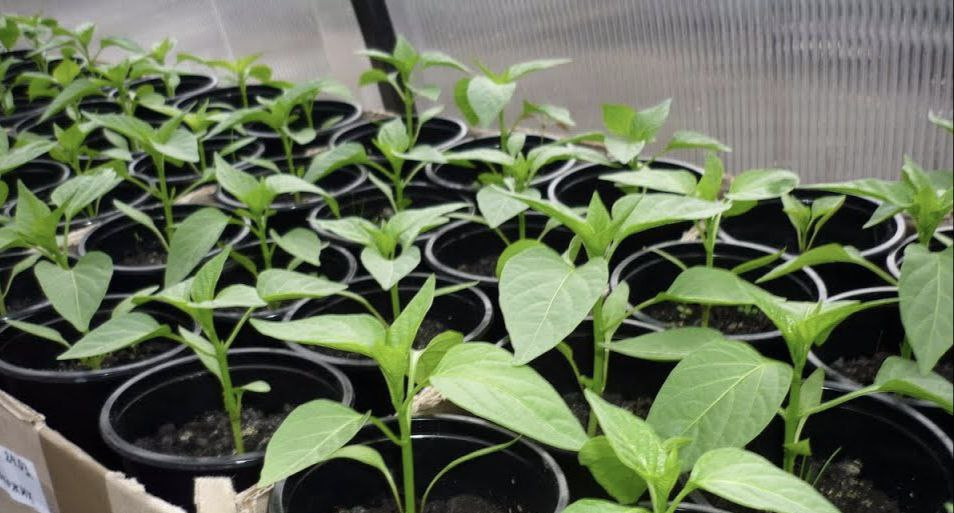 рассада перца в стаканчиках под лампой