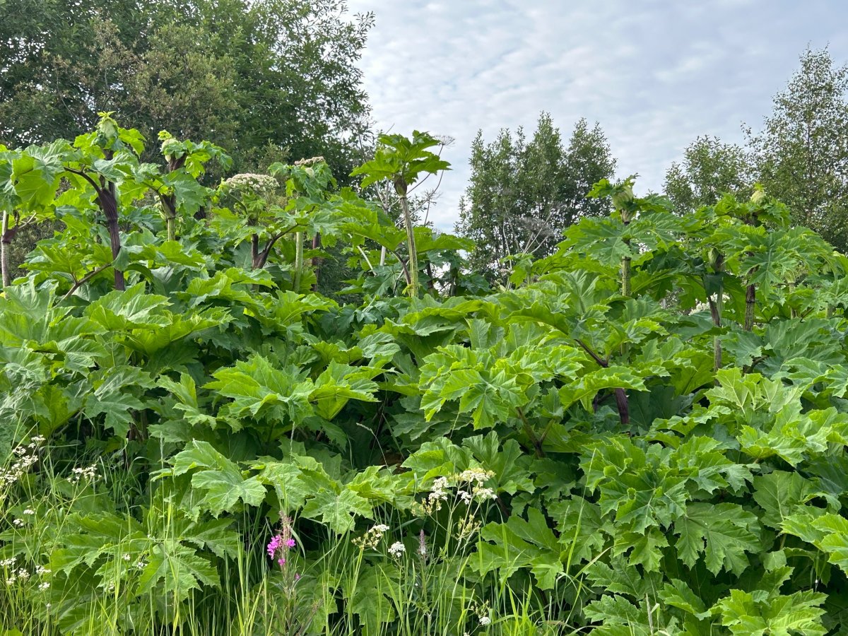 Заросли борщевика Сосновского