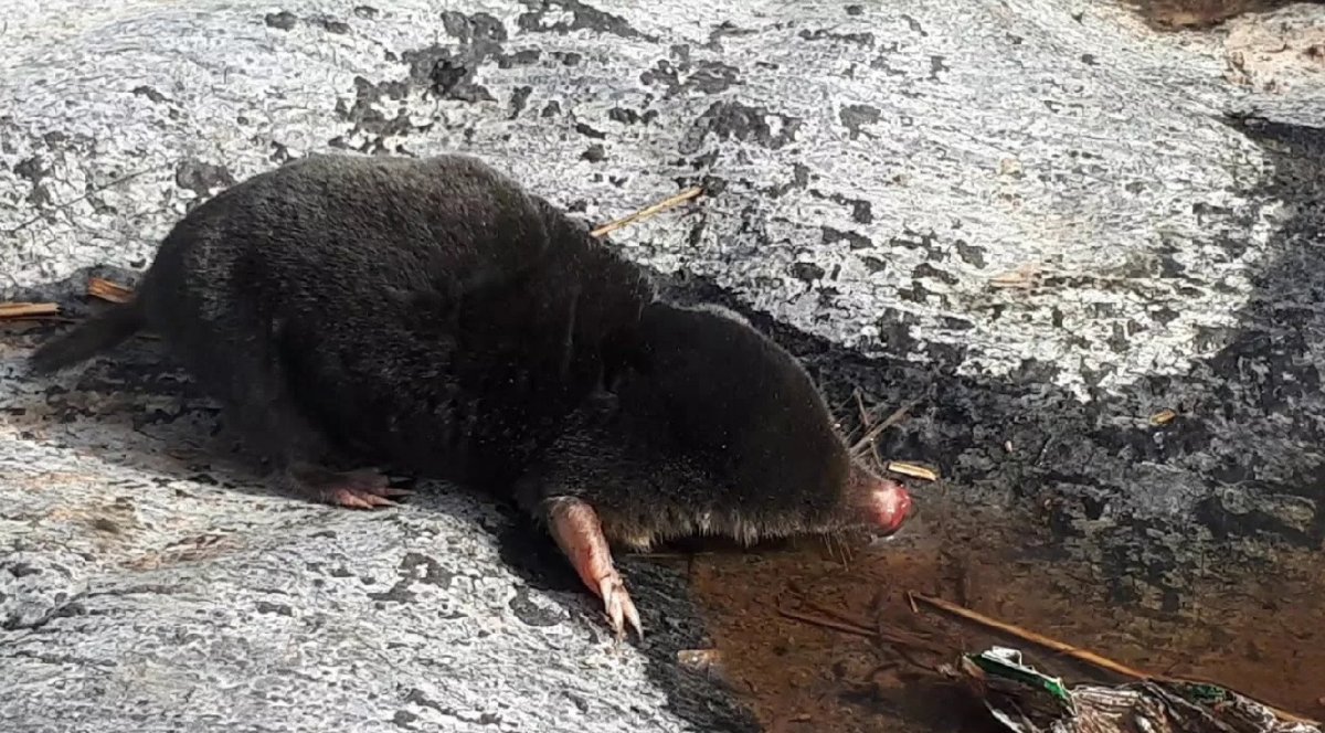 крот у воды