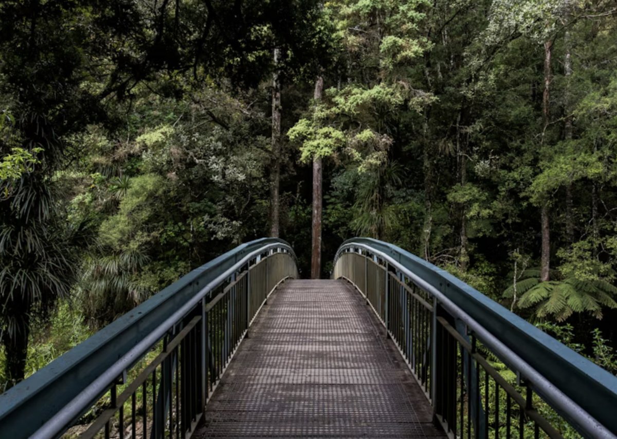 Мост в лесу