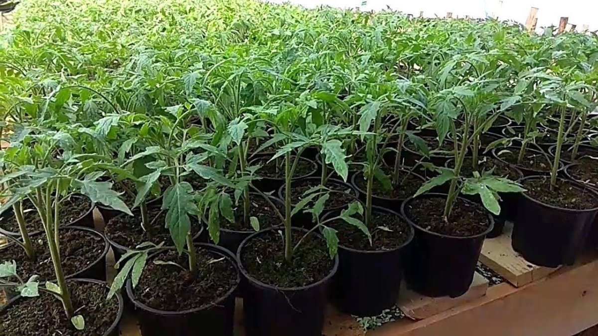 рассада томатов в пластиковых стаканчиках