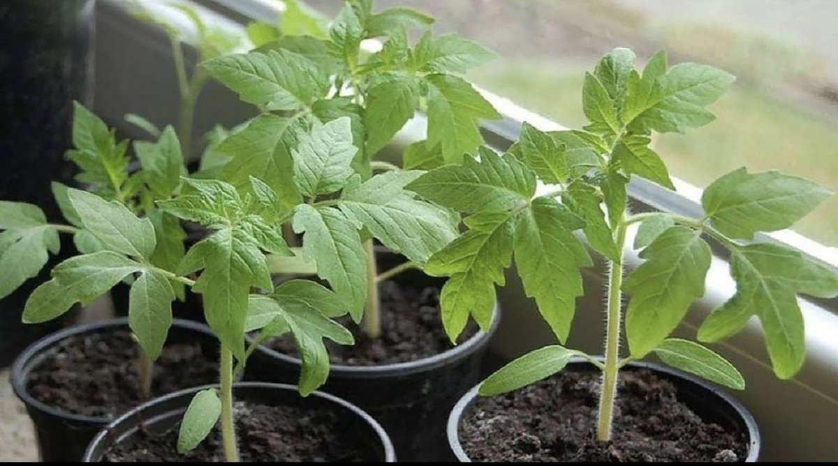 рассада томатов в стаканчиках на подоконнике