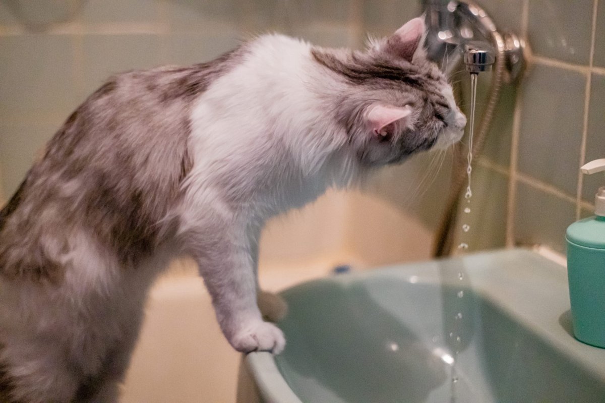 Кот рядом с раковиной.