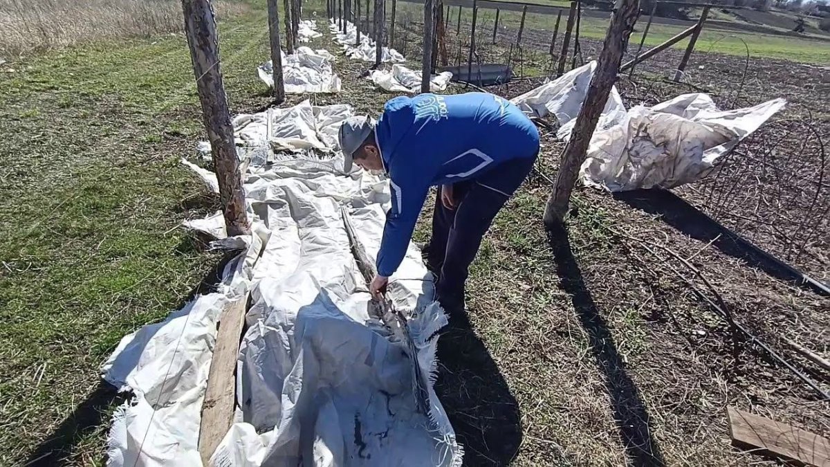мужчина снимает укрытие с кустарников по весне