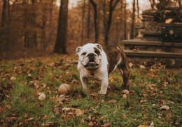 Щенок английского бульдога