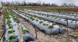 грядки с клубникой