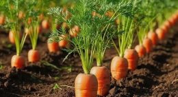 морковь на грядке