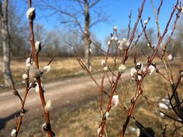 ветки вербы