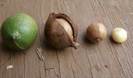 стадии очищения ореха макадамия