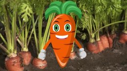 Лучшие сорта моркови в 2026 году.