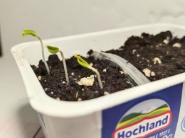 петельки всходов рассады