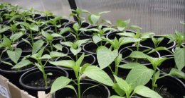 рассада перца в стаканчиках под лампой