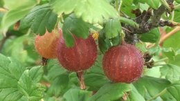 ветка крыжовника