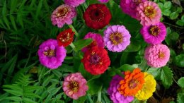 яркие циннии