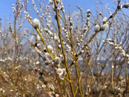 ветки вербы крупным планом