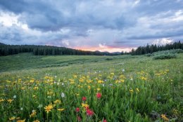 Цветущее поле