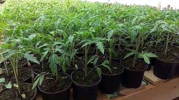 рассада томатов в пластиковых стаканчиках