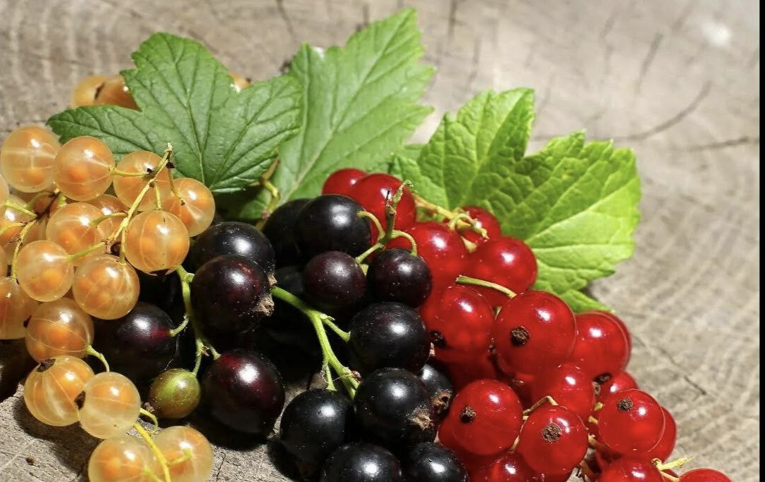 гроздья красной, черной и белой смородины