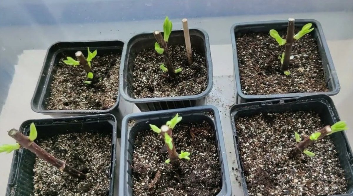 черенкование гортензии