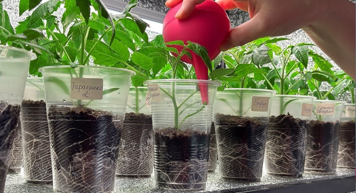 рассада томатов