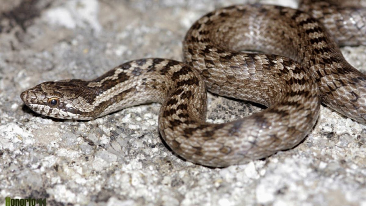 змея медянка на камне