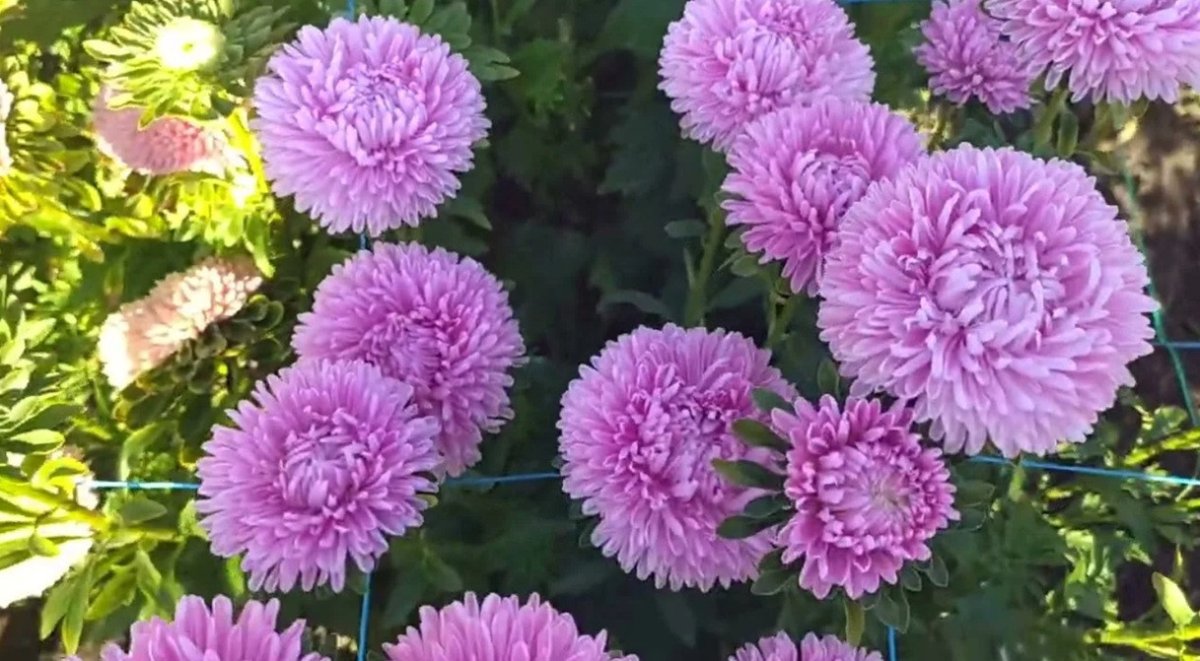 астры цветут