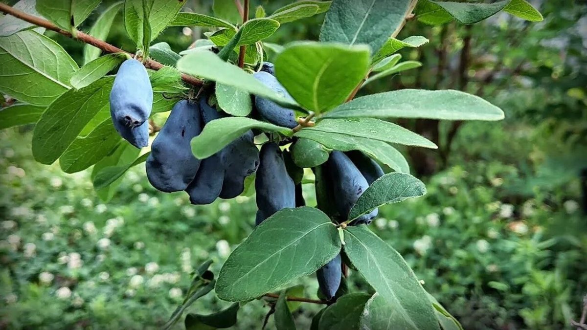 ветка с ягодами жимолости