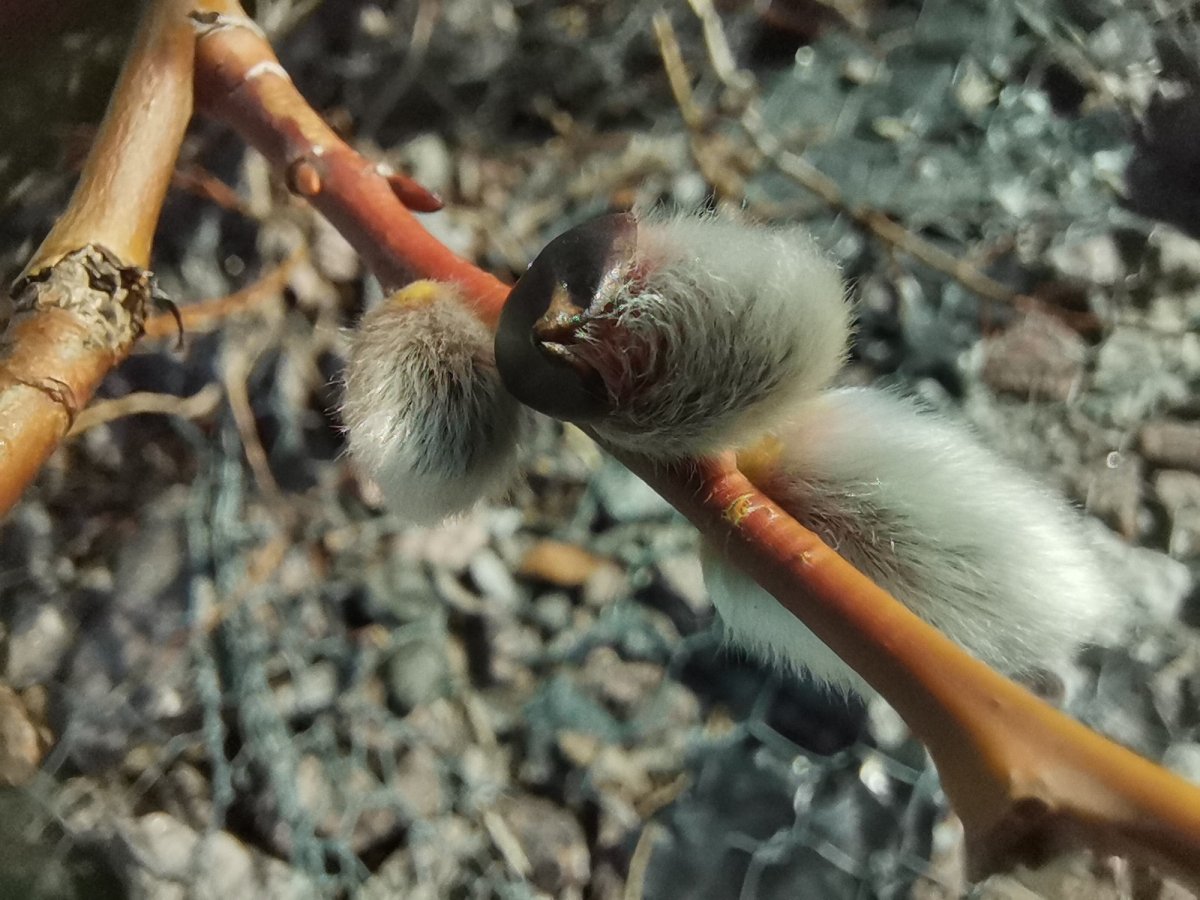 Почки набухли на дереве