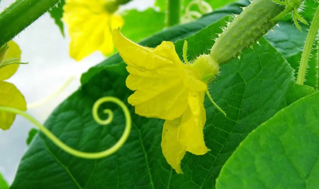 огурцы цветут