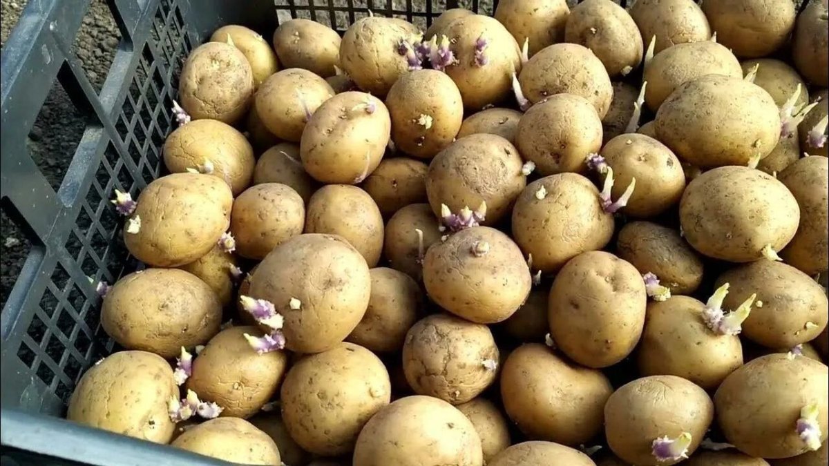 картофель с глазками в ящике