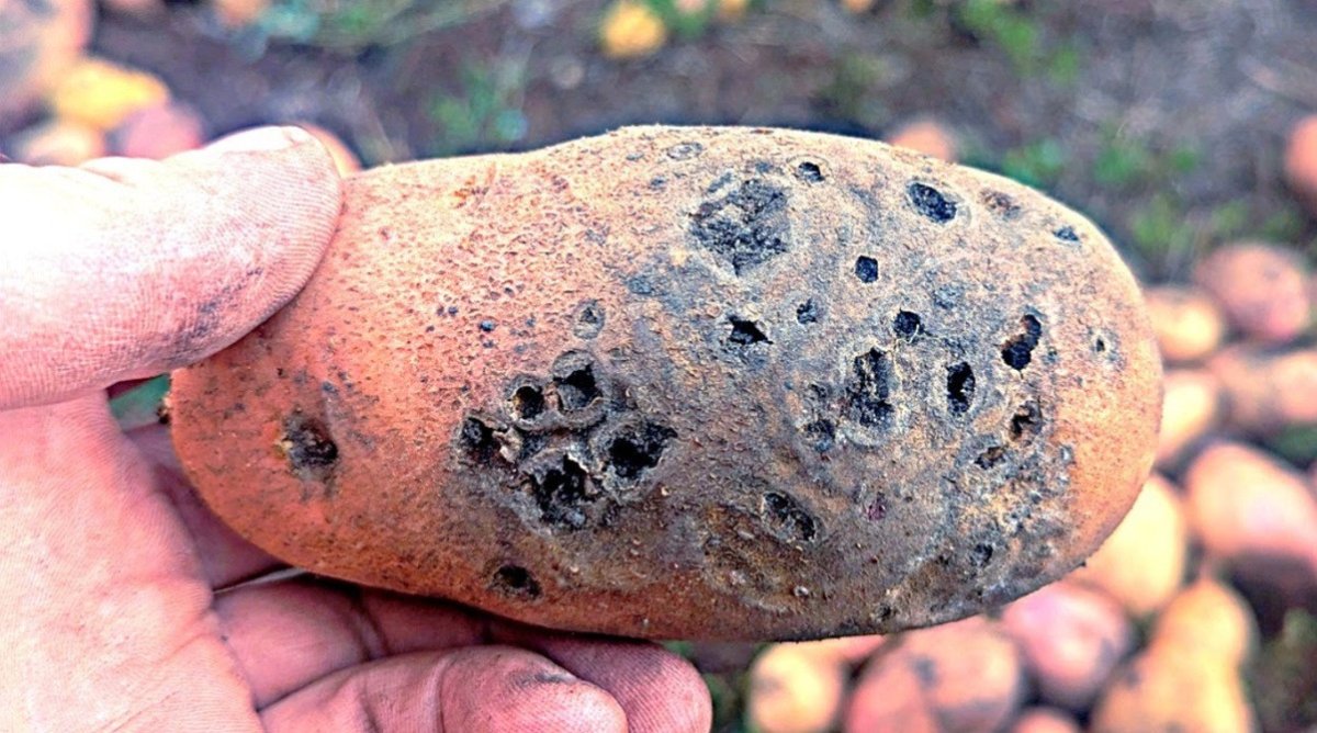 картошка, испорченная проволочником