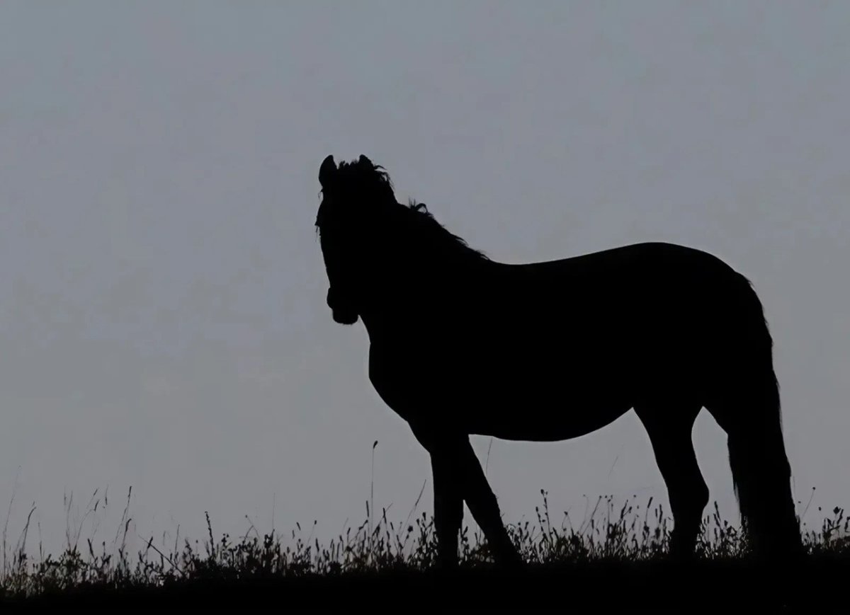 силуэт лошади