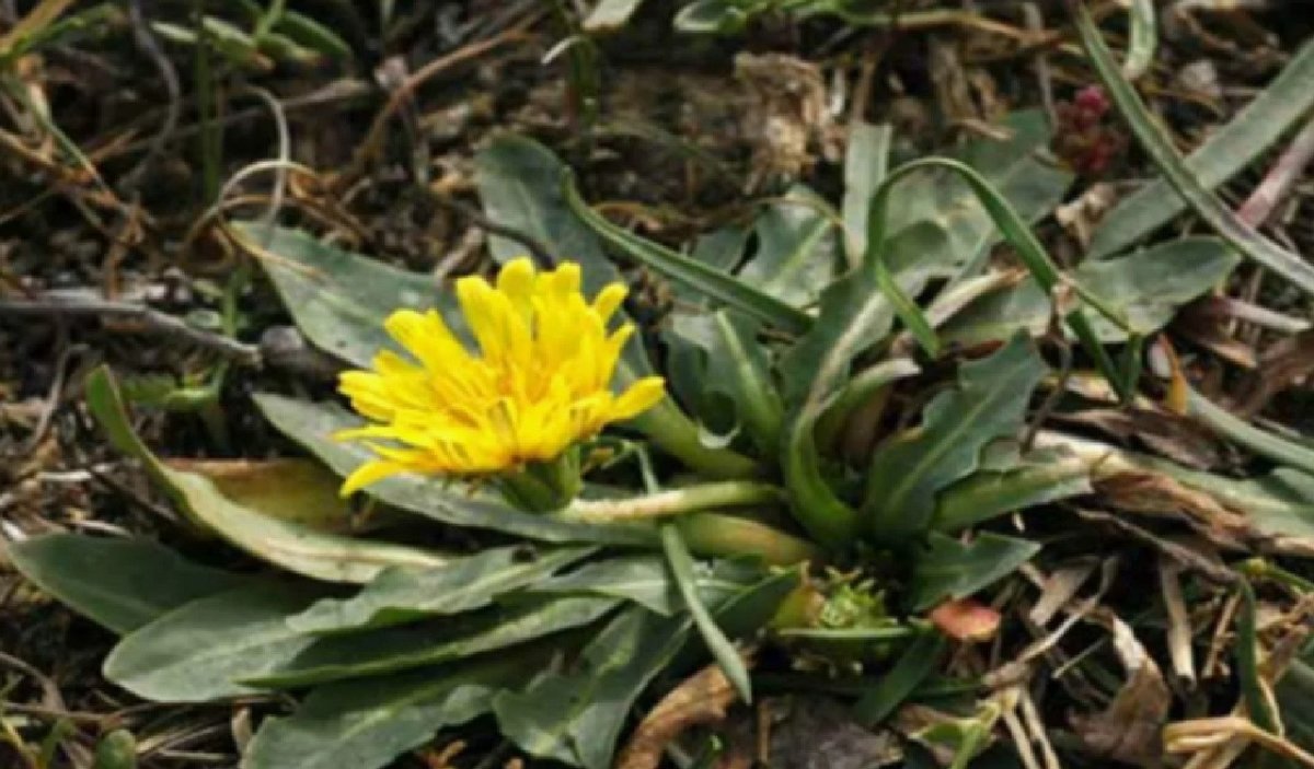 растет кок-сагыз