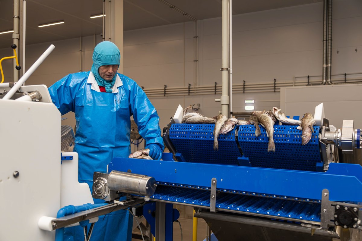 Завод по переработке рыбы в Мурманске