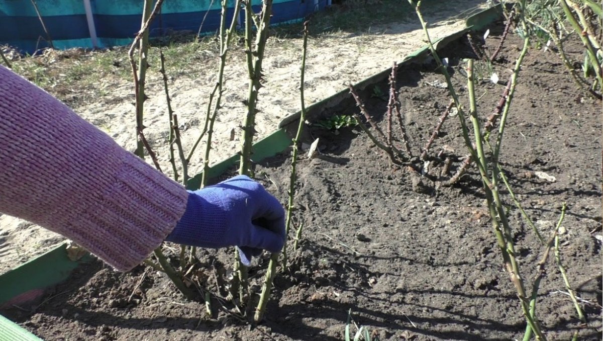 обрезка роз весной