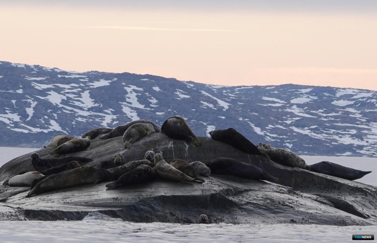 Тюлени на отдыхе.
