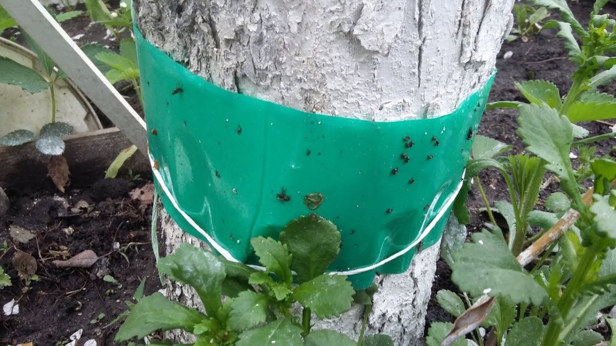 зеленый ловчий пояс на стволе дерева