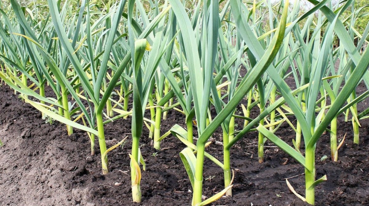 грядки с чесноком